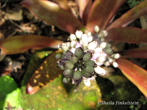 bromeliad berries 1