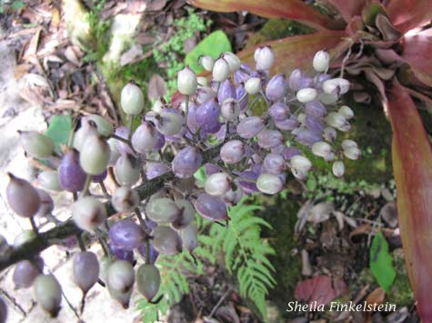 bromeliad berries #2
