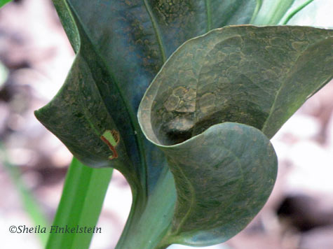 curvy leaves