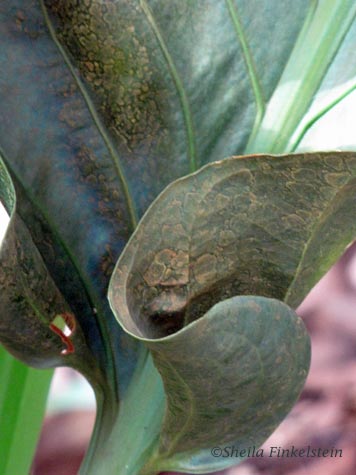 curly leaves