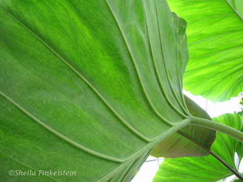 philodendron leaf 1