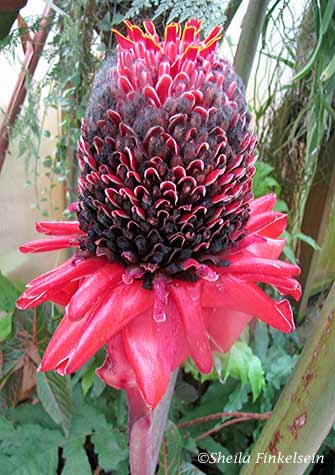 torch ginger 1
