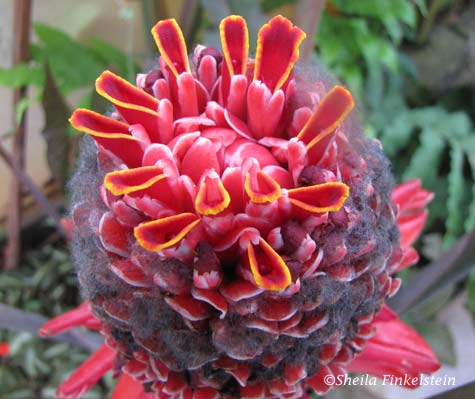 torch ginger 2