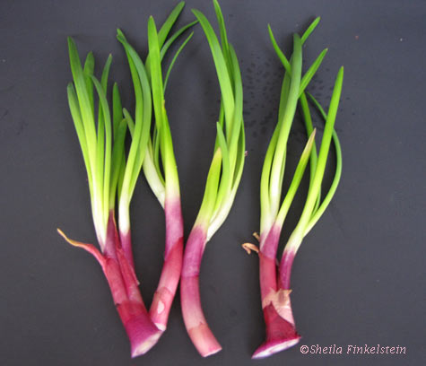 red onion sprouts cut and designed on black paper