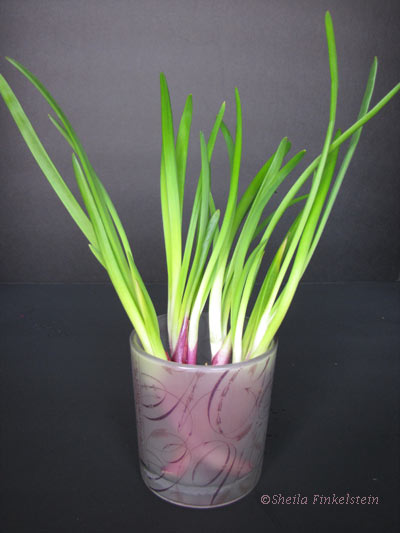 red onion's green sprouts in a glass