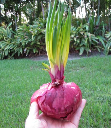 Red onion in hand outside against grass