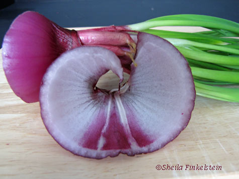 Red Onion cut layer 1